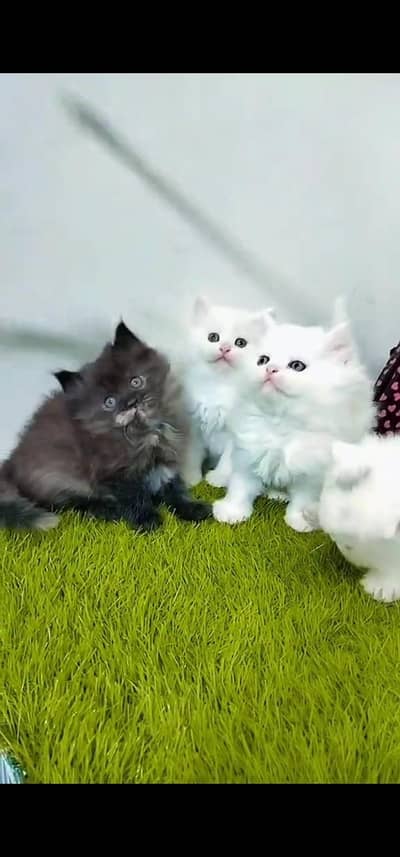 Quality Persian Punch face cat & kitten is 03233614642 WhatsApp
