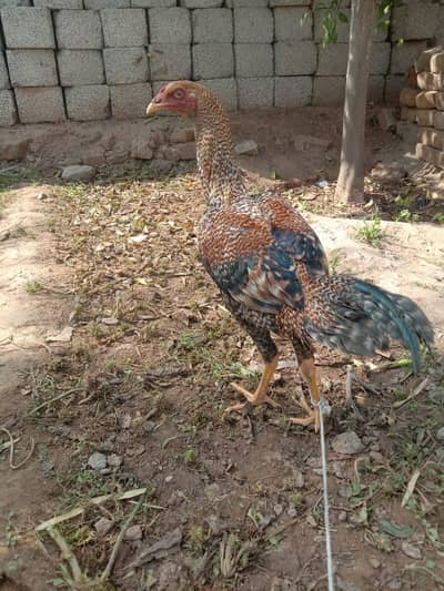 bhair ke bread ha abi 6 month Ka phata ha