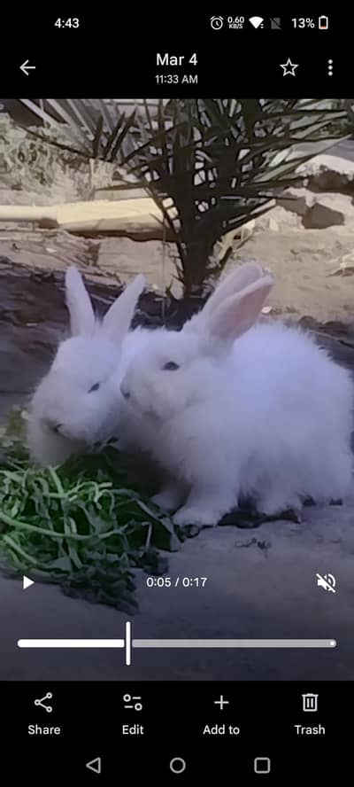 beautiful  long hair rabbit 