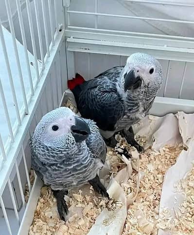 African grey parrot chicks for sale 03354260304