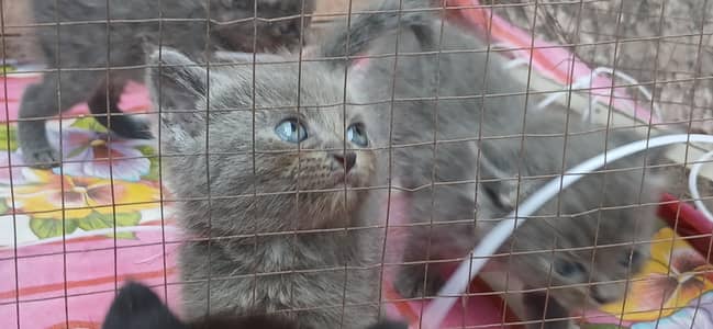 i wanna sale my 3 kittens urgently