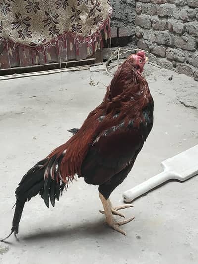 Aseel murga for sale