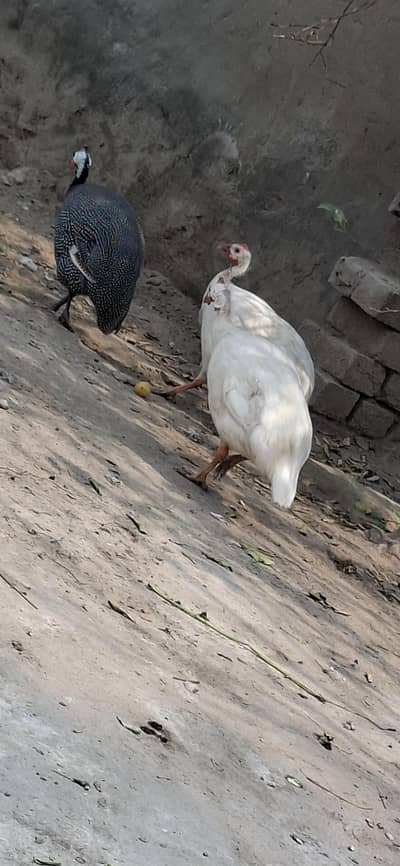 guinea fowl for sale