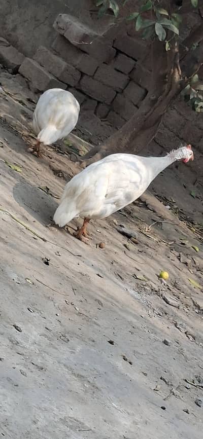 guinea fowl for sale