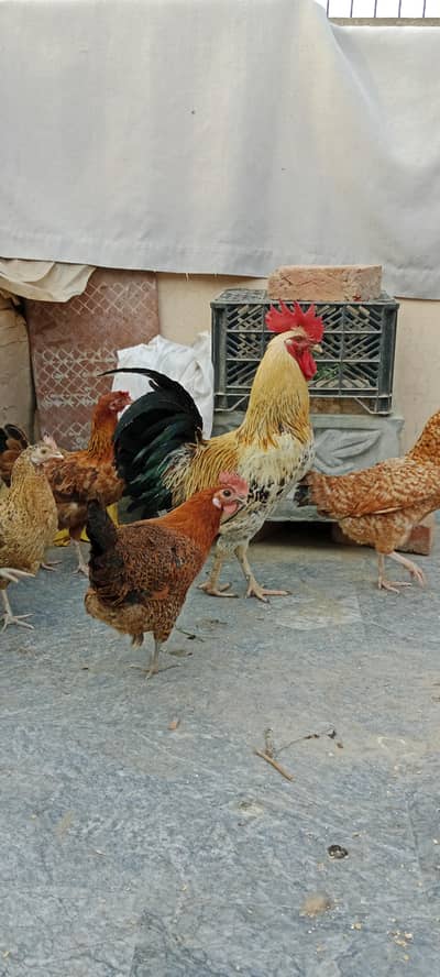 Hens | Eggs| Desi | Murghi | Aseel| poultry |