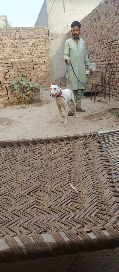Kohati Gultair Dog For Sale / Kohati Gultair