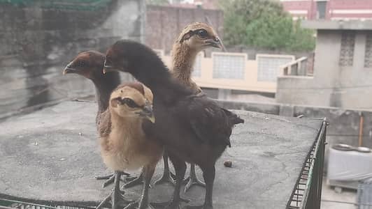 Imported Pure Dragon Aseel