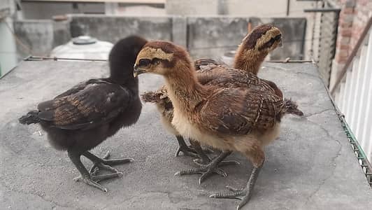 Imported Pure Dragon Aseel