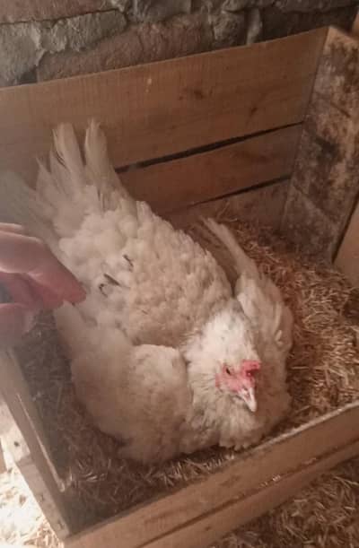 Aseel mushki Madi sale