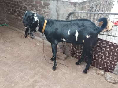 good and healthy bakra