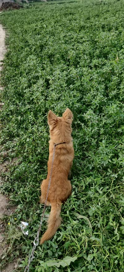 Russian dog for sale