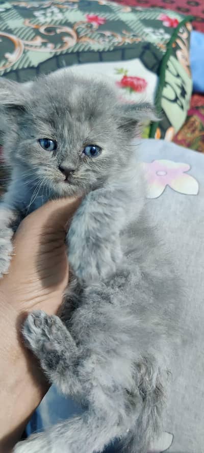 Persian Cat Triple coat