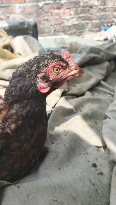 pure Aseel Kurak hen