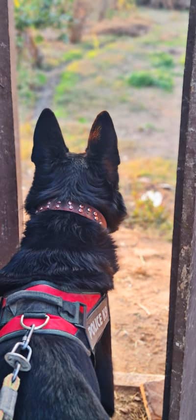 Belgian Shepherd Full Vaccinated