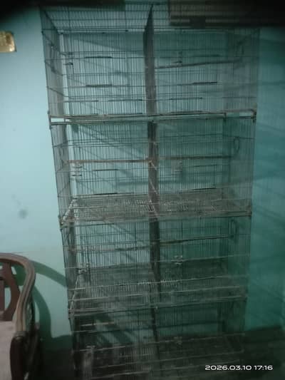 Orange finches breeder pairs