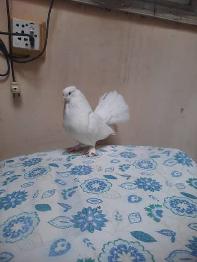 Luky pair Full healthy and active  For sale