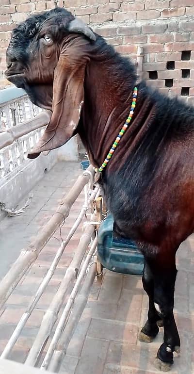 breeder bakra or bacha
