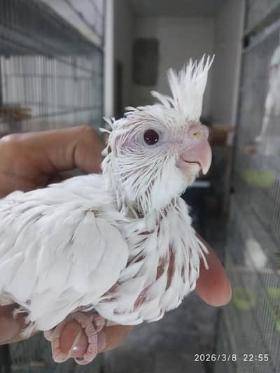 Red Ryes Cockatiel Chicks for Hand Taming
