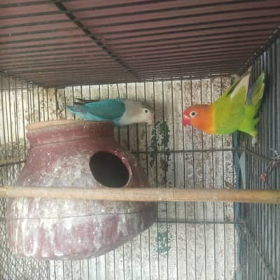 Bhjes and love birds avaliable