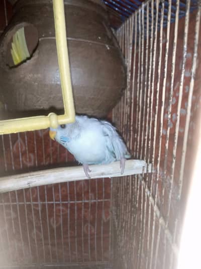 Australian parrot for sale