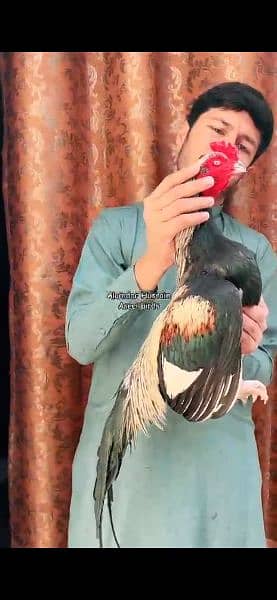 mianwali jawa or peeli murghi