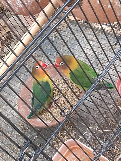 lovebirds pair