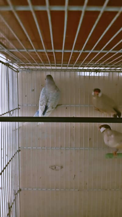 ASTRALIAN PARROT AND FINCHES FOR SELL