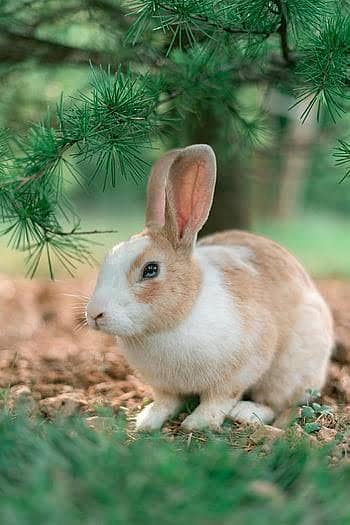 red eye rabbit