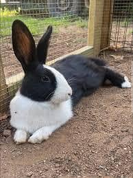 red eye rabbit 0