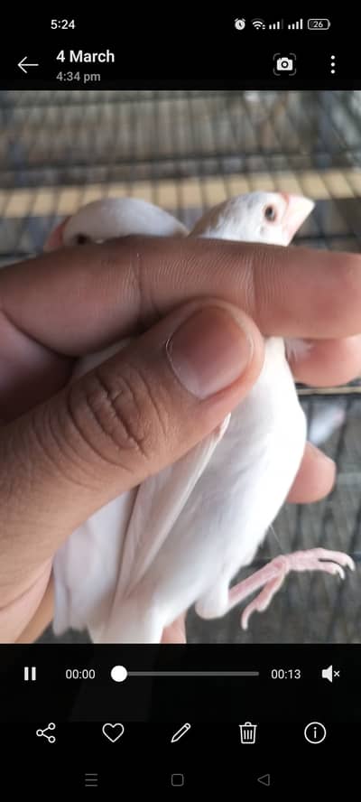 100 white java pathy available