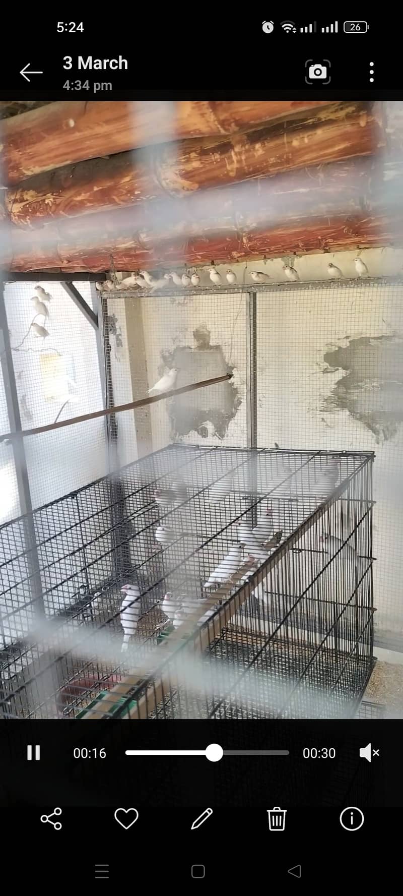 100 white java pathy available 1