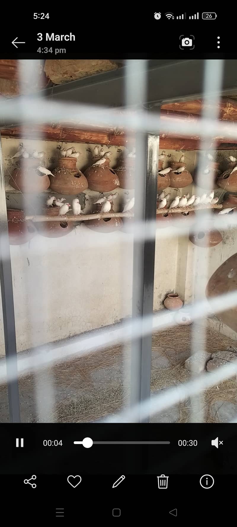 100 white java pathy available 2