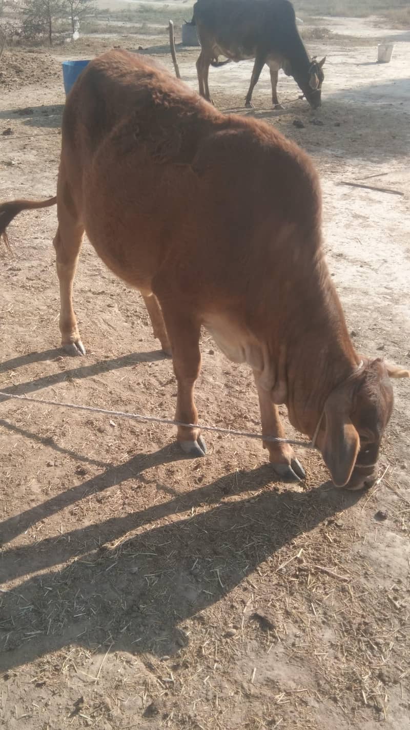 پیدا ہوتے ہی گھر میں ہی پالا ہے کوئی عیب نہیں ہے ایکٹیو گھر کا جانور ہ 0