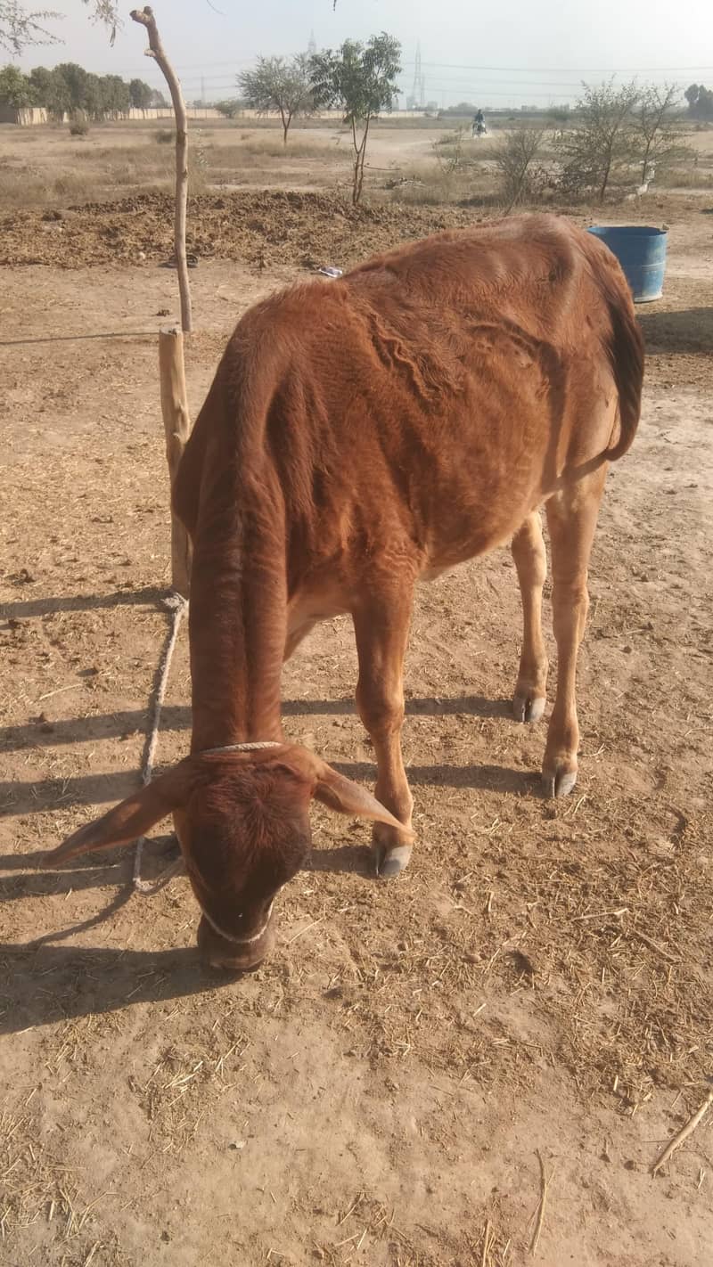 پیدا ہوتے ہی گھر میں ہی پالا ہے کوئی عیب نہیں ہے ایکٹیو گھر کا جانور ہ 1