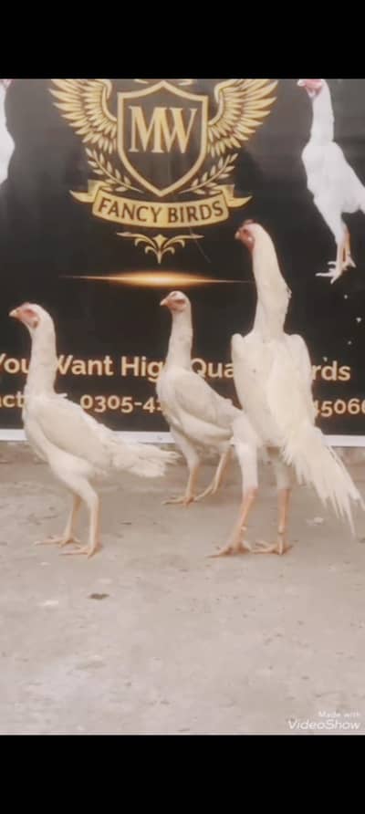 Shamo OShamo  GermanShamo kingshamo Aseel Fancybirds japaneseShamo