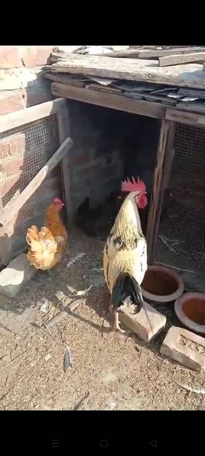 3 hen egg wale Or aek murga