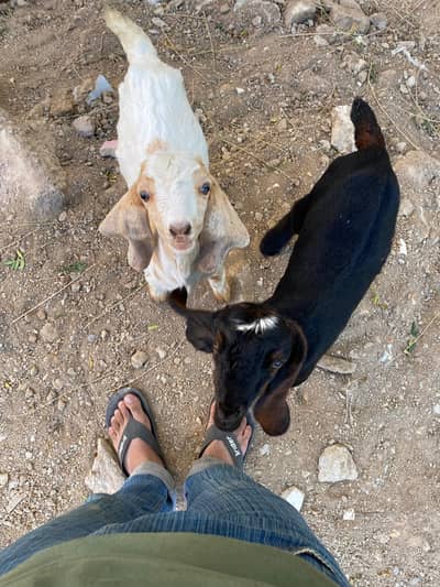 Goats bakra