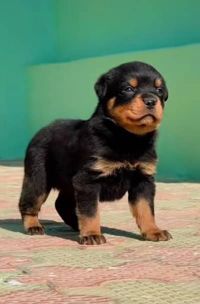 Rottweiler puppy male for sale 0347/1994335