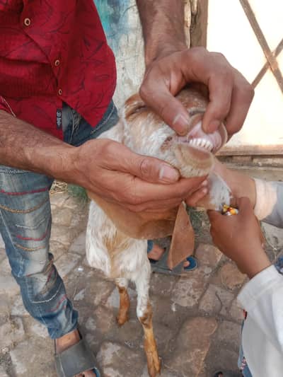 1 Desi bakri for sale