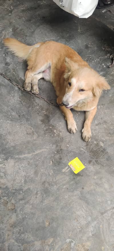 Russian dog brown for sale(03379922026)