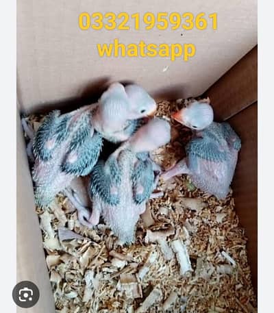 Green Ringneck Chicks Available