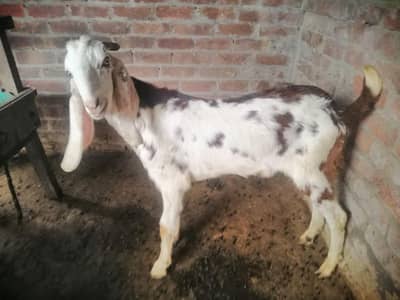 2 daant Desi khasi bakry