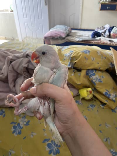 Yellow sided conure | green ringneck| lacewing