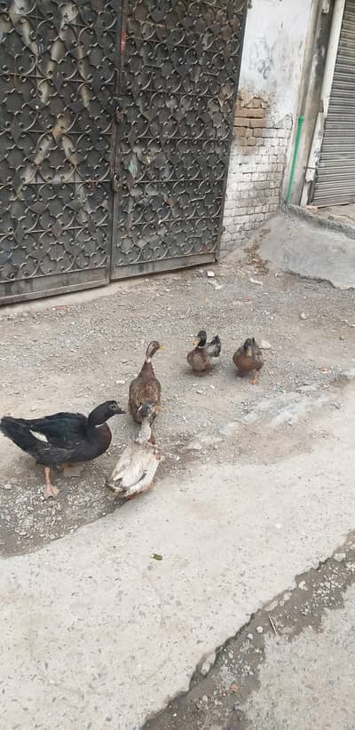 Duck For sale | Male (Drake) Duck meat & eggs