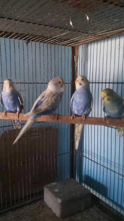 Cute Young Budgies (Females) for Sale