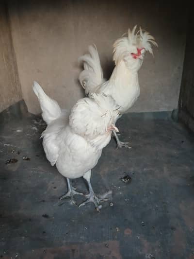 White Polish Pair for sale