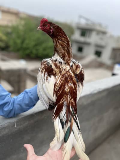 High quality Mianwali Aseel