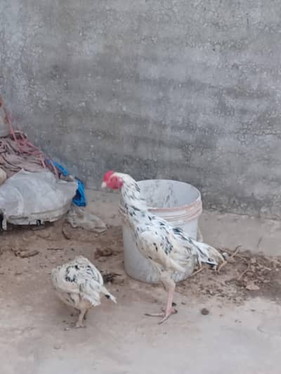 Aseel cheena pair for sale only serious buyer contact