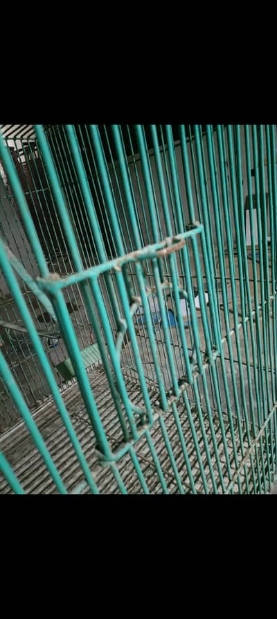 Raw parrot  Cage