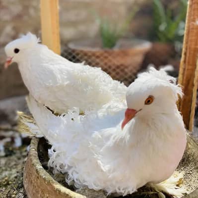 fancy pigeons for sale